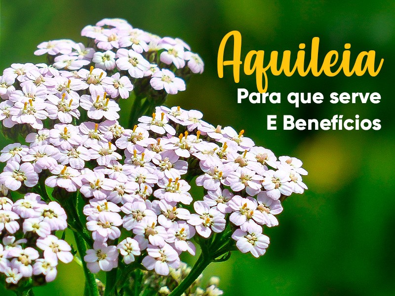 Aquileia ou Mil-folhas: para que serve e benefcios